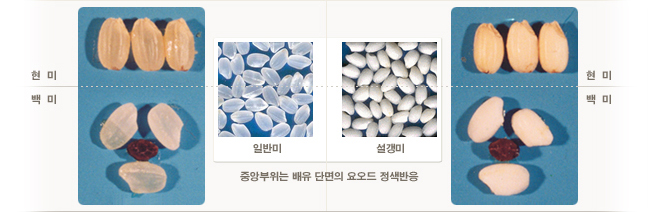 설갱미와 일반미의 비교 이미지: 설갱미가 일반미보다 하얗고, 일반미는 더 투명함.